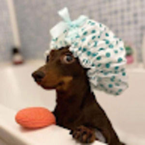 Meet your Posher, Bridget